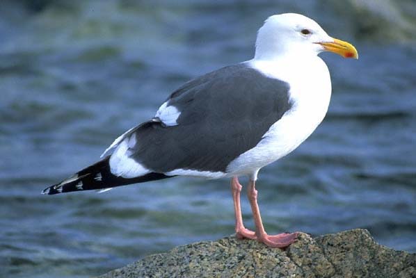 Goéland à Manteau Ardoisé