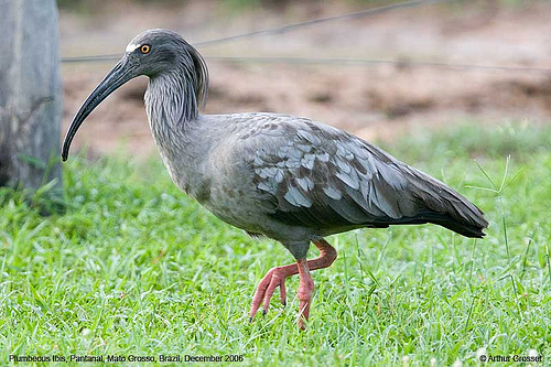 Ibis Plombé